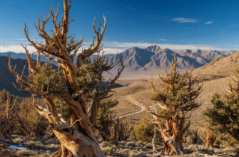 Ancient Bristlecone California Nevada Oldest Trees Scenic Byway